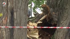 VIDEO Furtuna a lovit în „plopii fără soț”. Vântul puternic a smuls din rădăcini unul dintre arborii declarați monument al naturii